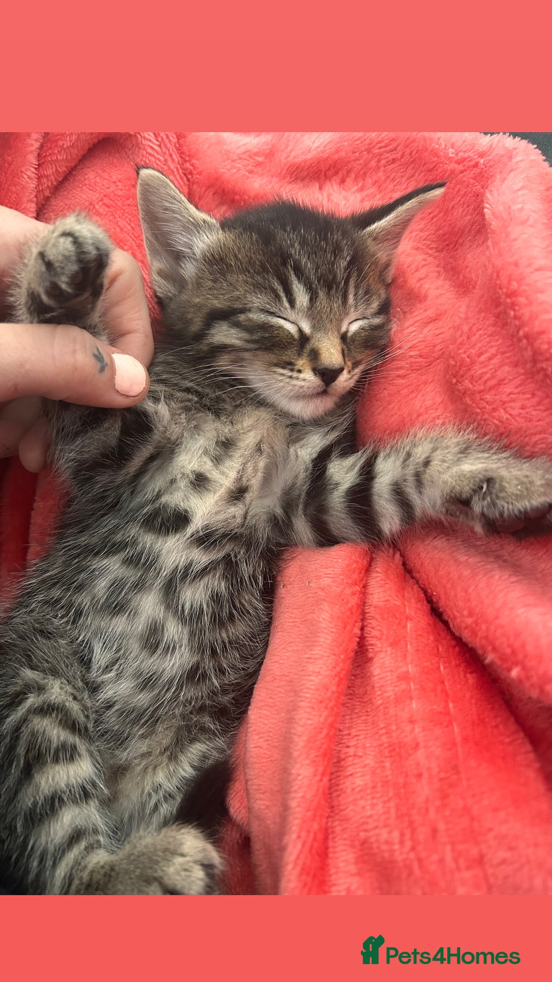 Mixed Breed cats for sale: Playful kittens for sale  - Image 1