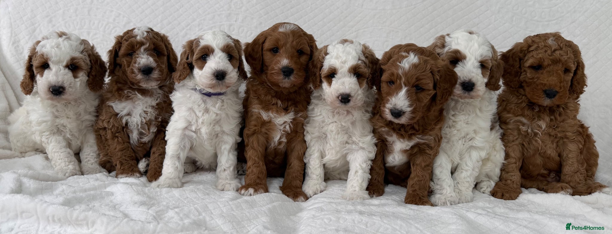 Australian Labradoodle dogs Australian labradoodle Puppies - Advert 6