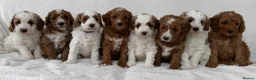 Australian Labradoodle dogs for sale: Australian labradoodle Puppies - Advert 2