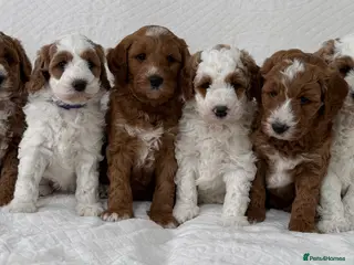Australian Labradoodle dogs Australian labradoodle Puppies - Advert 6