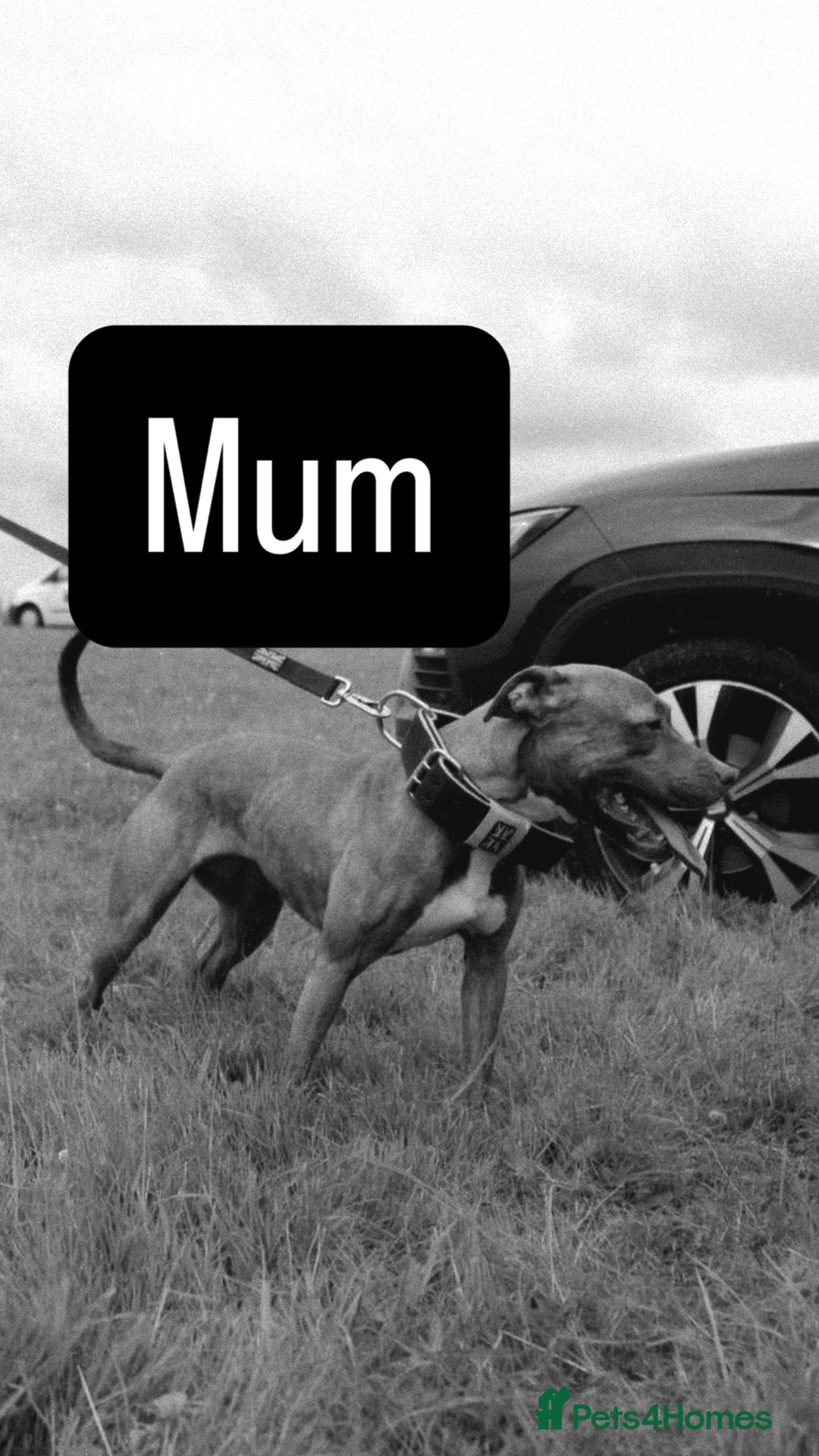 American Bull Staffy dogs for sale: 2 beautiful puppies available - Advert 6