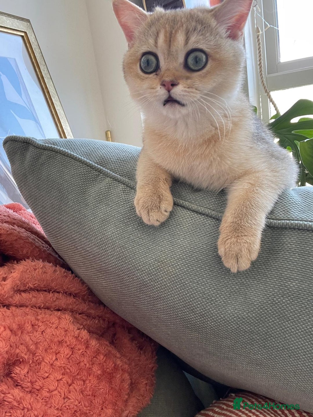 British Shorthair cats for sale: Caring, loving BSH Golden Boy Available  - Image 1