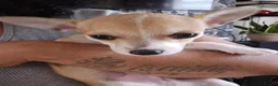 Chihuahua dogs for sale:  chihuahua - Advert 9