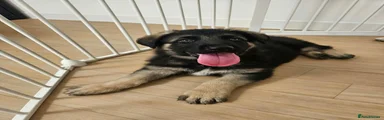 German Shepherd 2