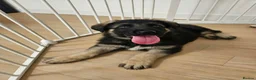 German Shepherd dogs for sale: German Shepherd Puppies in Salisbury - Advert 4