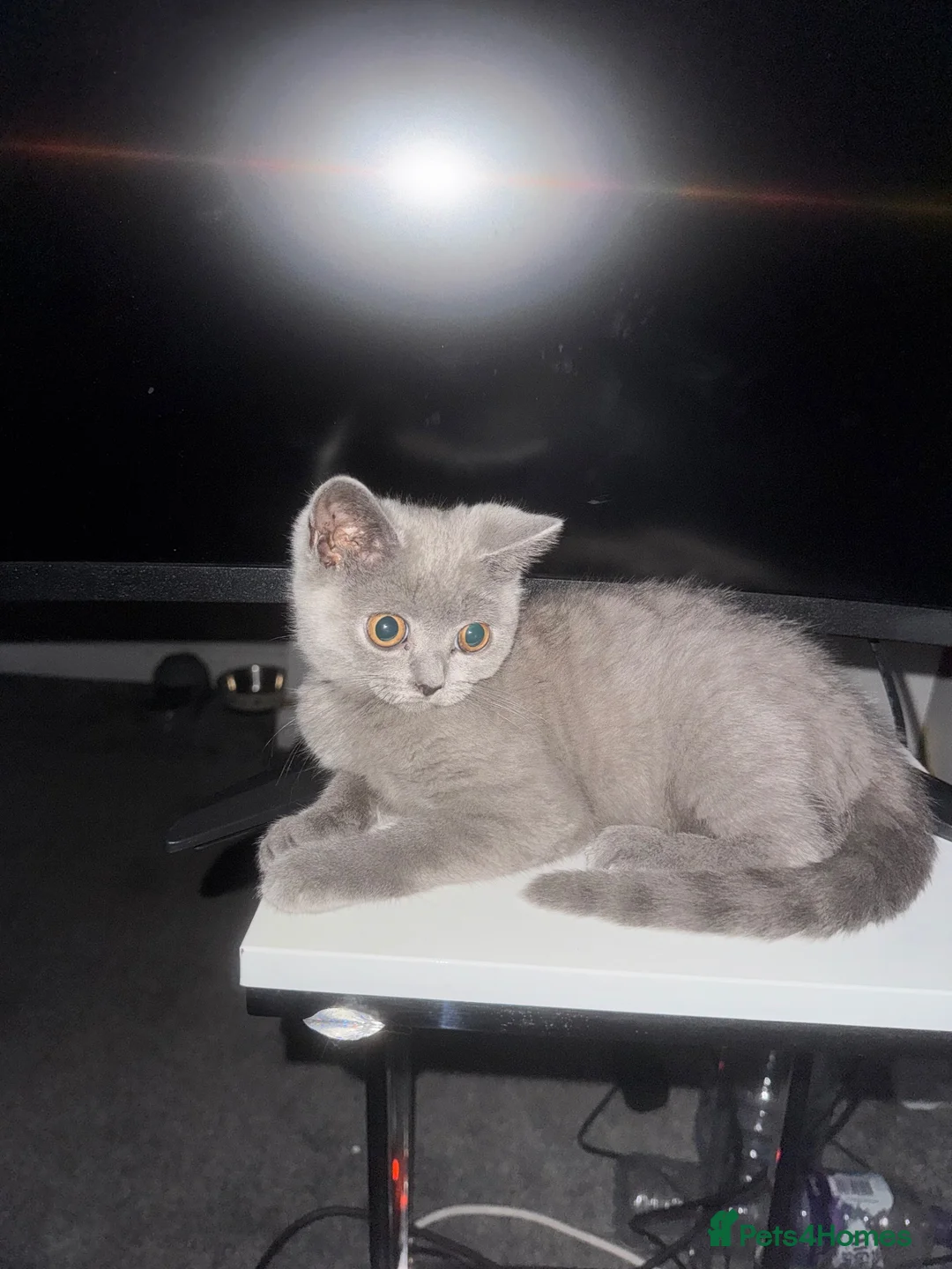 British Shorthair cats for sale: British shorthair  in Smethwick - Advert 2