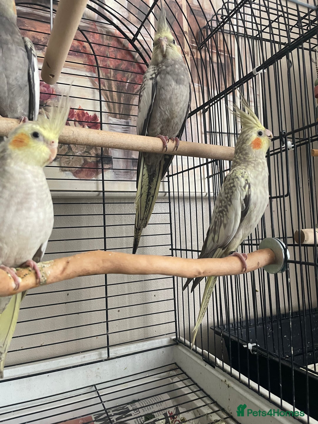 Cockatiels birds for sale: Shippos Cockatiels’s Doncaster  - Image 3