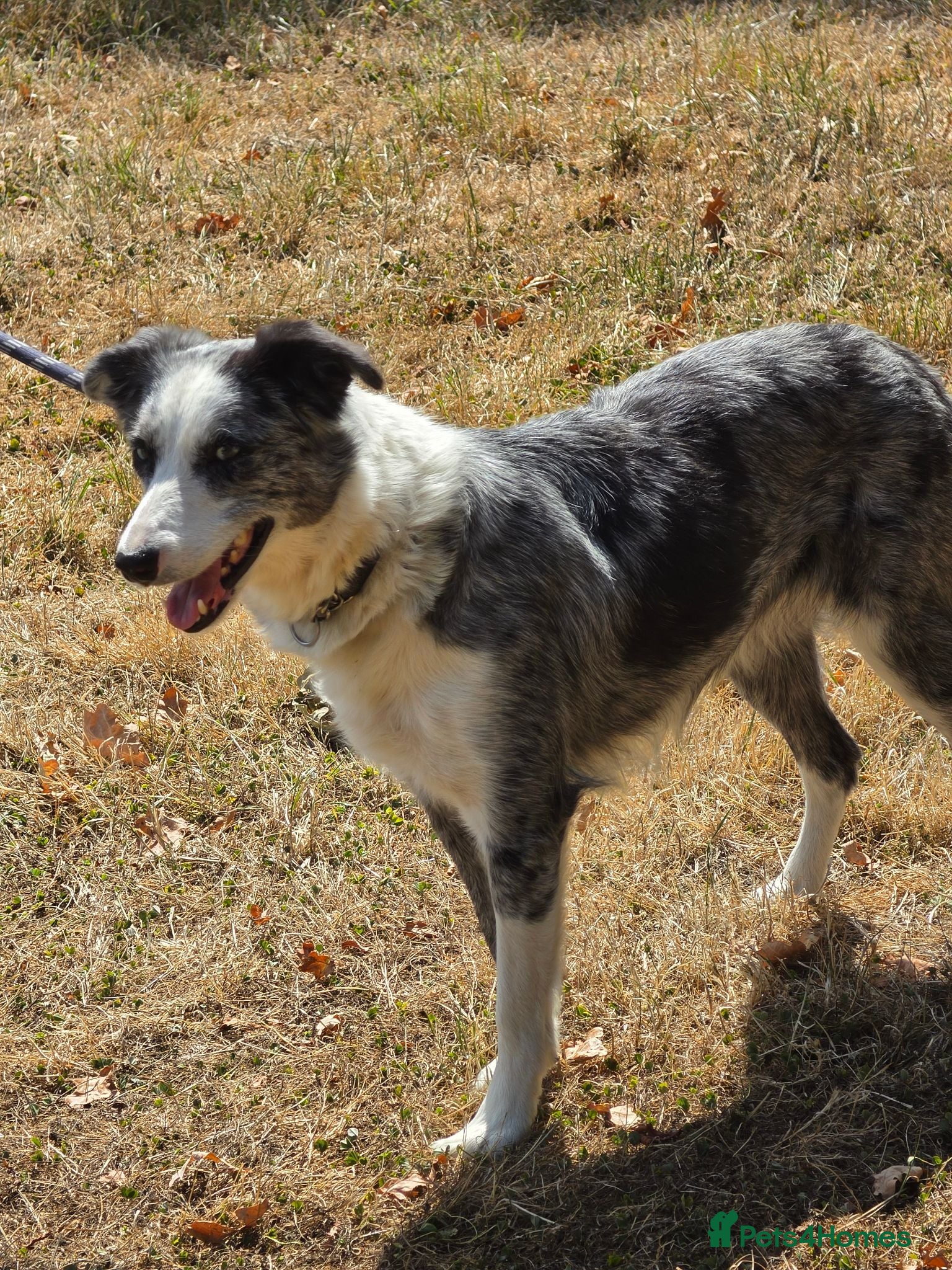 Border Collie dogs BEAUTIFUL BORDER COLLIES FOR SALE - Advert 1