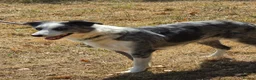Border Collie dogs for sale: BEAUTIFUL BORDER COLLIES FOR SALE - Advert 1