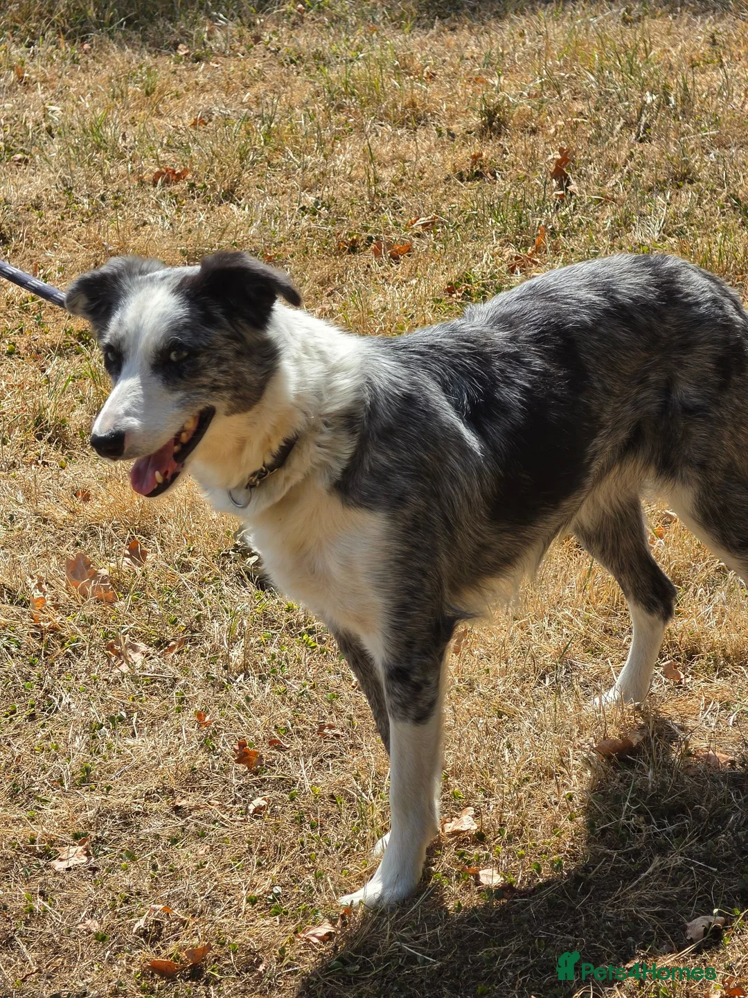 Border Collie dogs for sale: BEAUTIFUL BORDER COLLIES FOR SALE - Advert 1