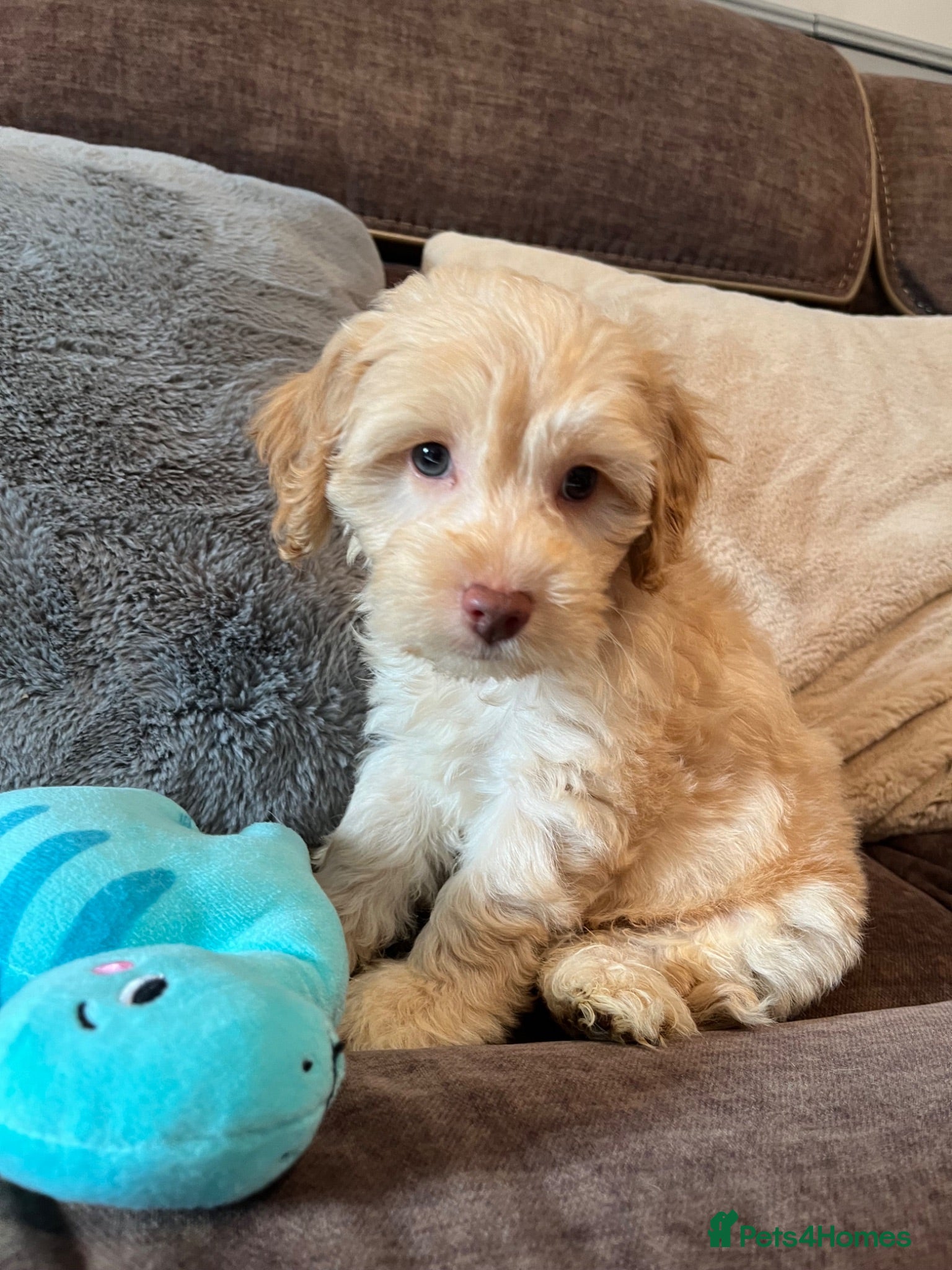 Cockapoo dogs 💙💗Gorgeous Cockapoo F1 Puppies  - Advert 18