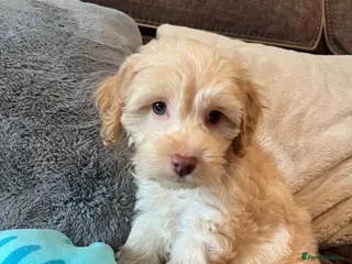 Cockapoo dogs 💙💗Gorgeous healthy Cockapoo F1 Puppies - Advert 3