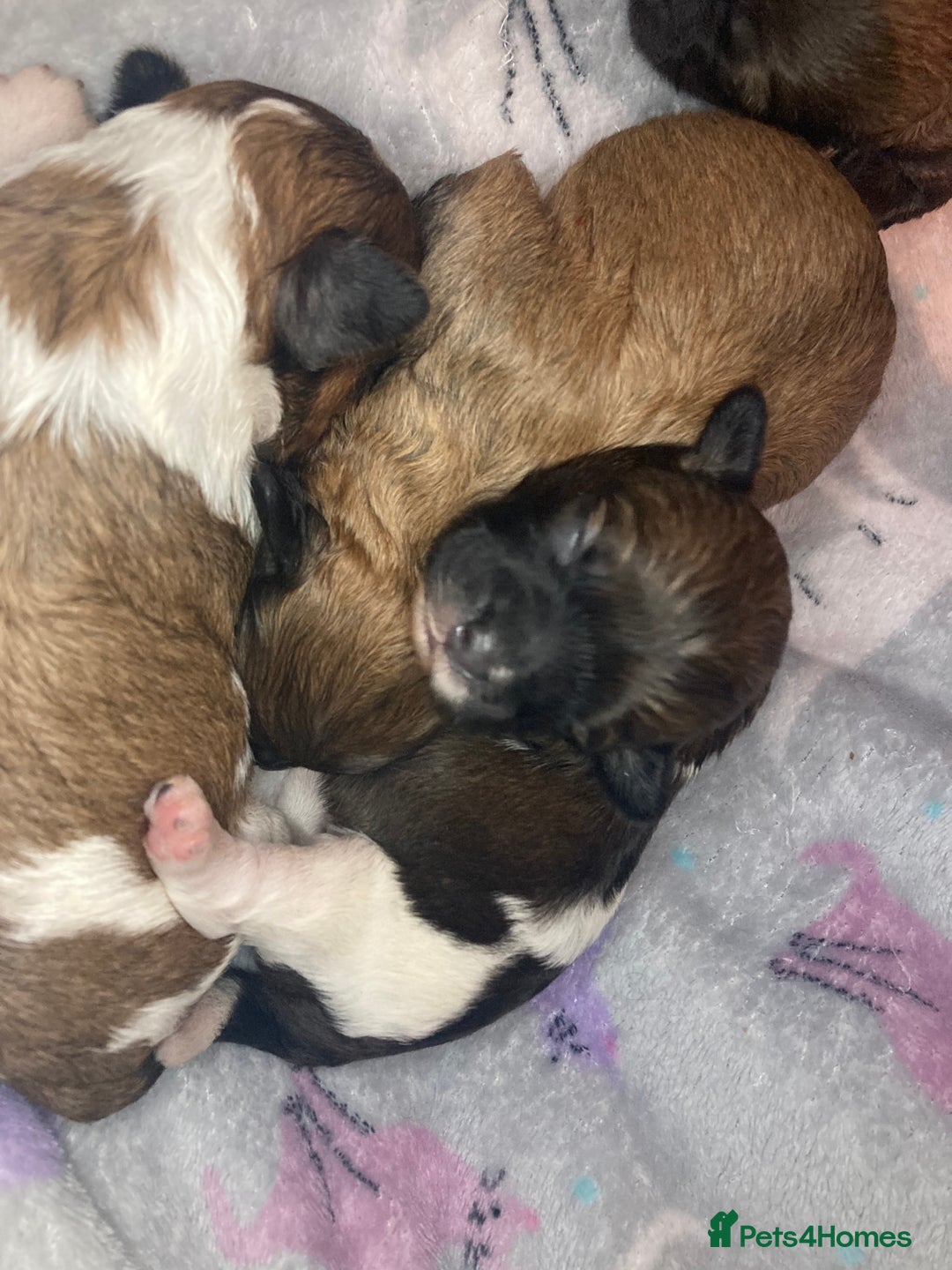 Shihpoo dogs for sale: Read the advert 5 star rated Toy shihpoo puppies - Image 30