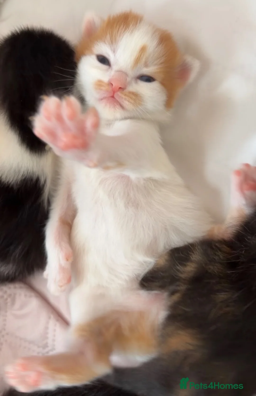 Mixed Breed cats for sale: fluffy kittens for sale!💗💗 - Advert 2