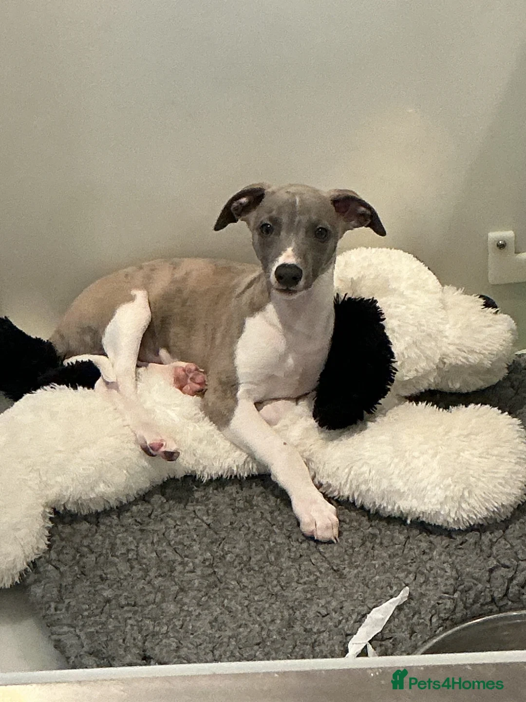Whippet dogs for sale: KC BEAUTIFUL BOY - Advert 2