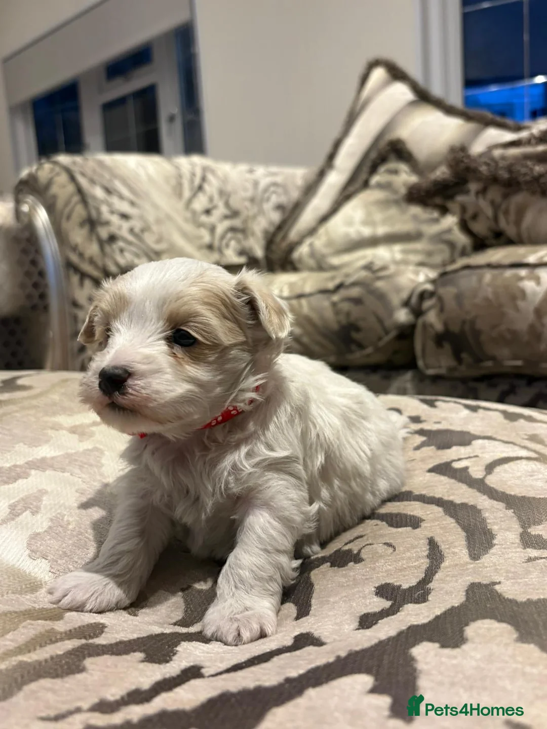 Maltipoo dogs for sale: Health tested parents  - Advert 18