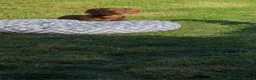 Dachshund dogs for sale: 1 year old male miniature dachshund  - Advert 6
