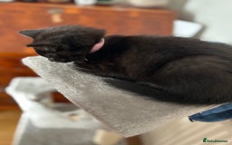 Mixed Breed cats for sale: 2 Female Kittens Ready now! Price reduced!! £40  - Image 3