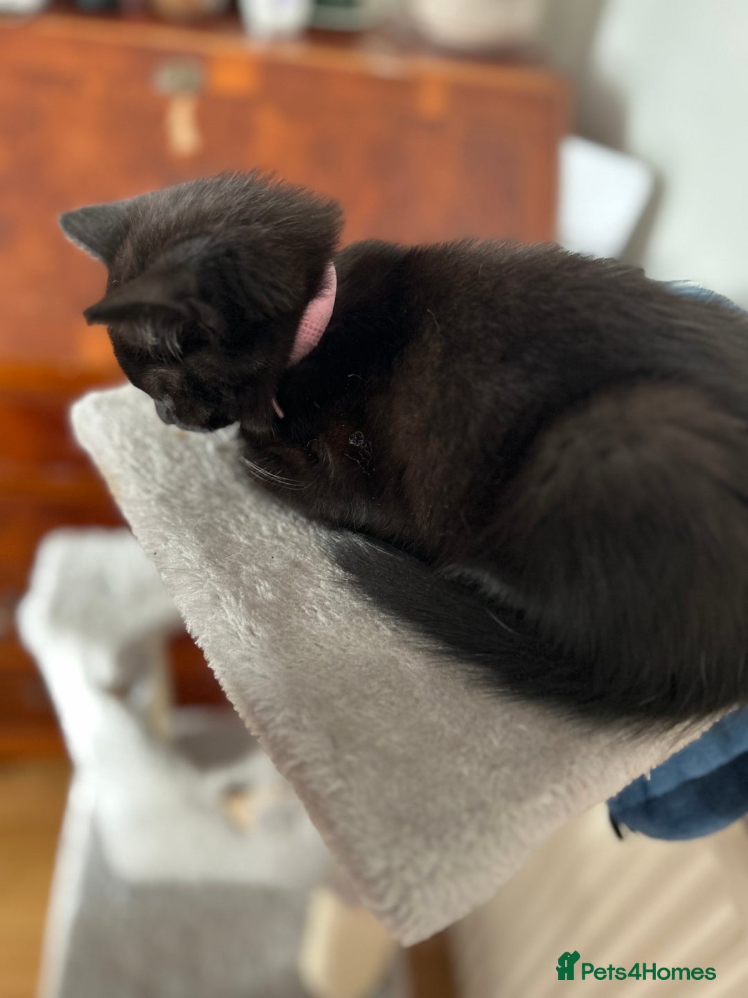 Mixed Breed cats for sale: 2 Female Kittens Ready now! Price reduced!! £40  - Image 3