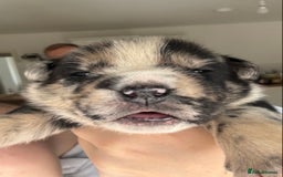 English Bulldog dogs for sale:  Bulldog puppy’s  - Image 1