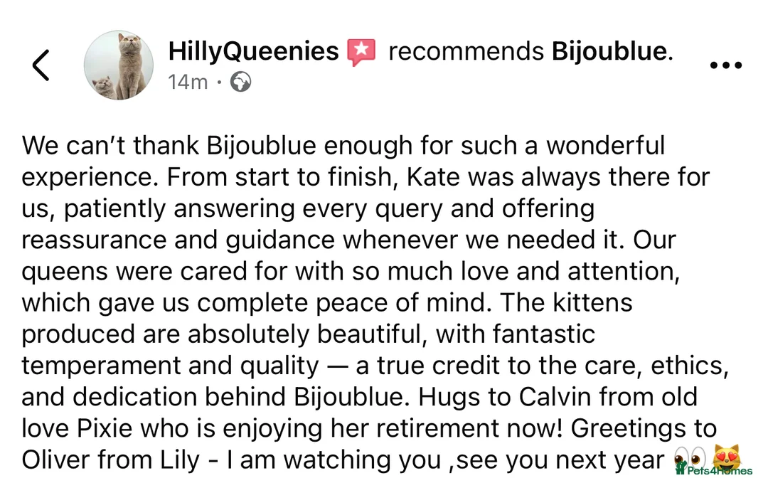 British Shorthair cats for stud: ⭐️ Two Imported Powerhouse Studs ⭐️ in London - Advert 24