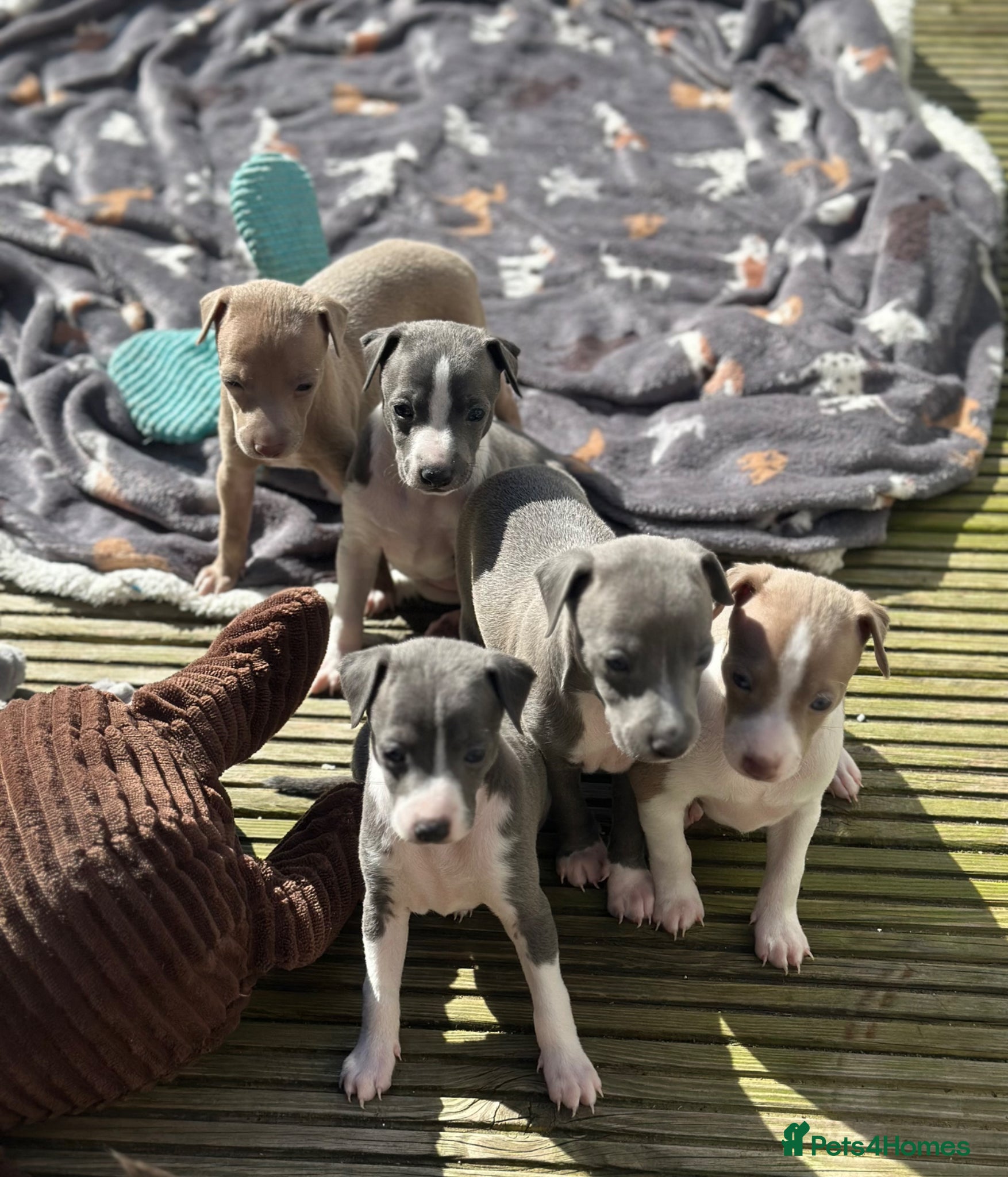 Italian Greyhound dogs KC reg boys available  - Advert 1