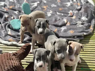 Italian Greyhound dogs KC reg boys available - Advert 1