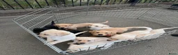Labrador Retriever dogs for sale: Beautiful KC Registered Labrador Puppies  - Advert 12
