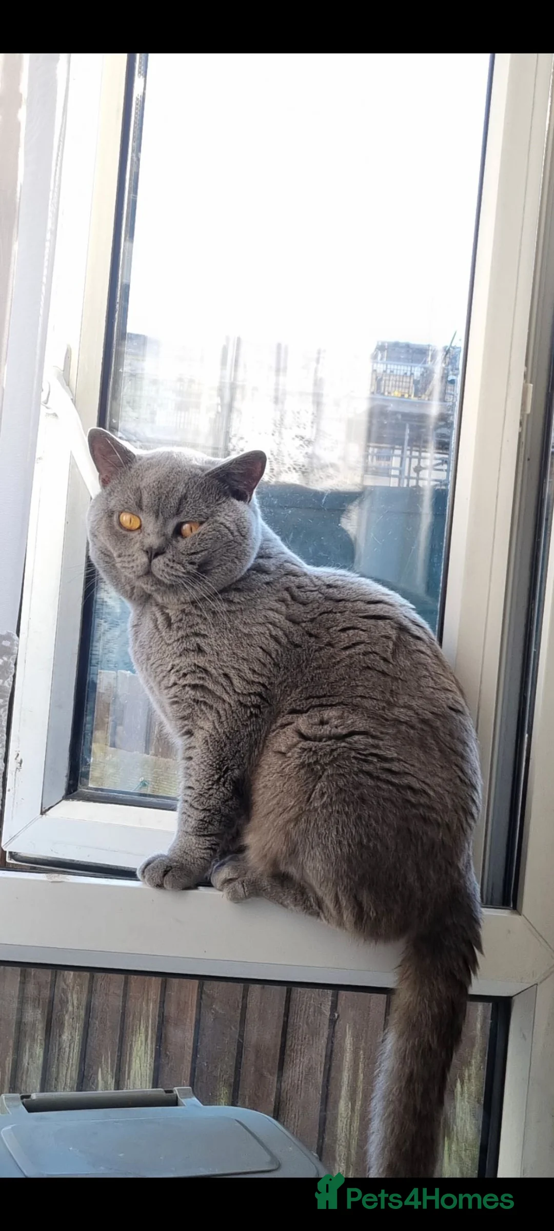 British Shorthair cats for sale: Beautiful chunky British short hair kittens 😸  - Advert 2