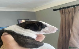 English Bull Terrier dogs for sale: 1 male and 2 female looking for new home - Image 10