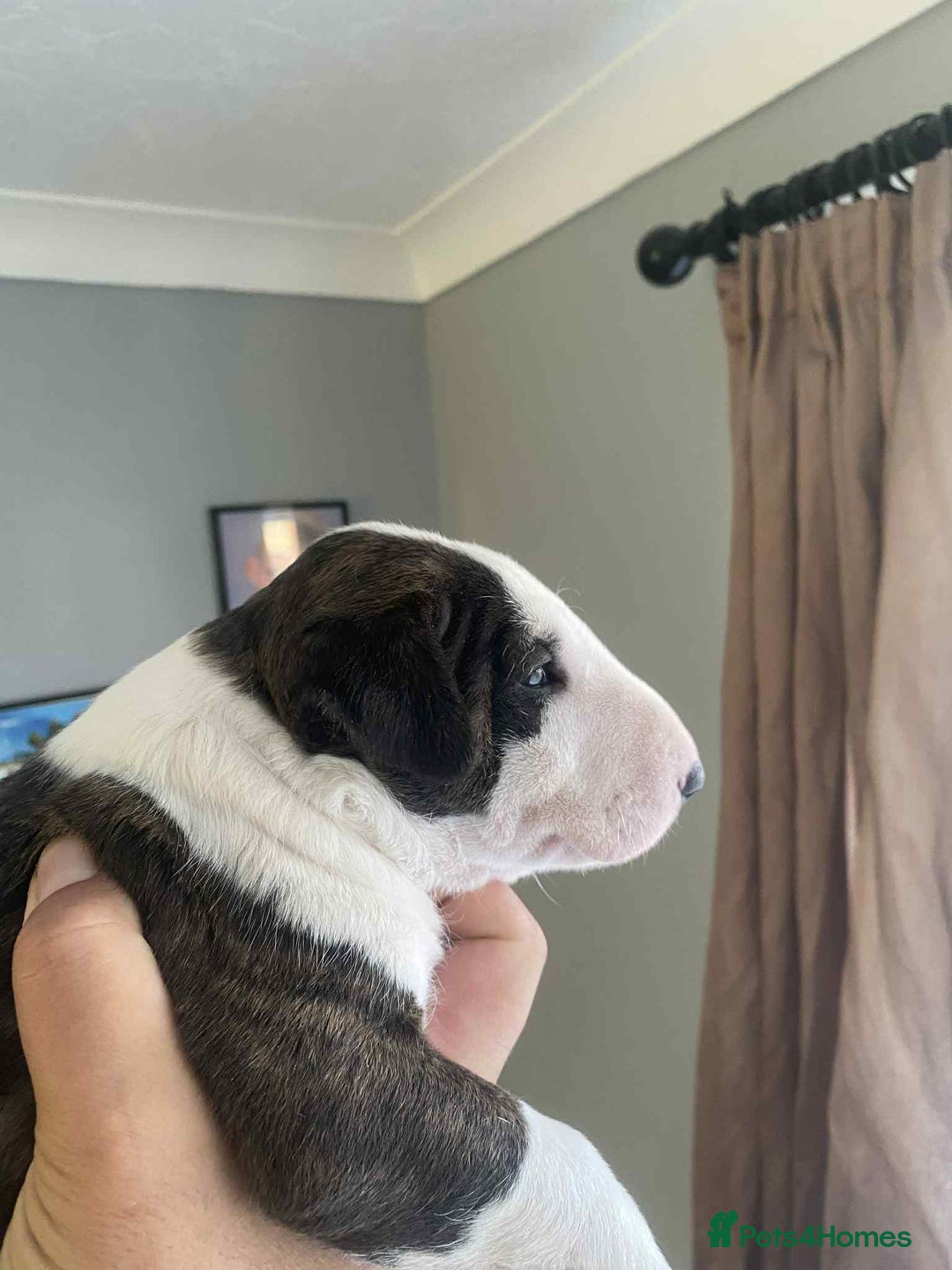 English Bull Terrier dogs for sale: 1 male and 2 female looking for new home - Image 10