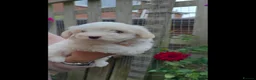 Coton De Tulear dogs for sale: Gorgeous Coton de Tulear puppies KC registered - Advert 12