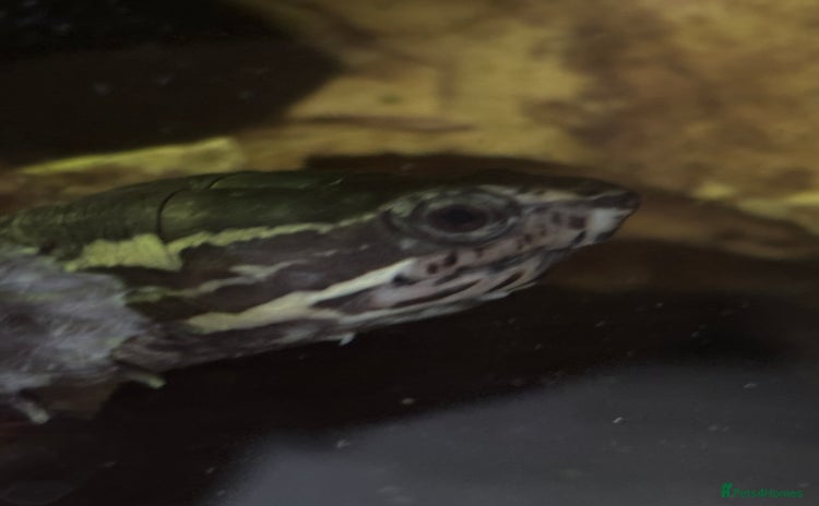 Turtle reptiles - Advert 1