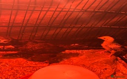 Chickens poultry for sale: 2 Aseel chicks and 2 Easteregger cockerel for sale - Advert 5