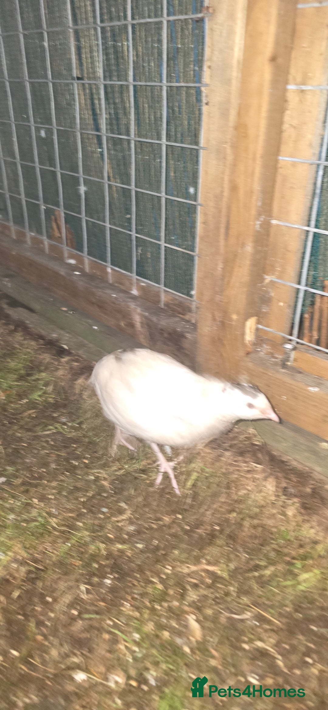 Quail poultry for sale: Female quails  - Image 6