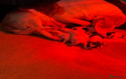 Beagle dogs for sale: KC Registered & Health Tested Puppies - Image 16