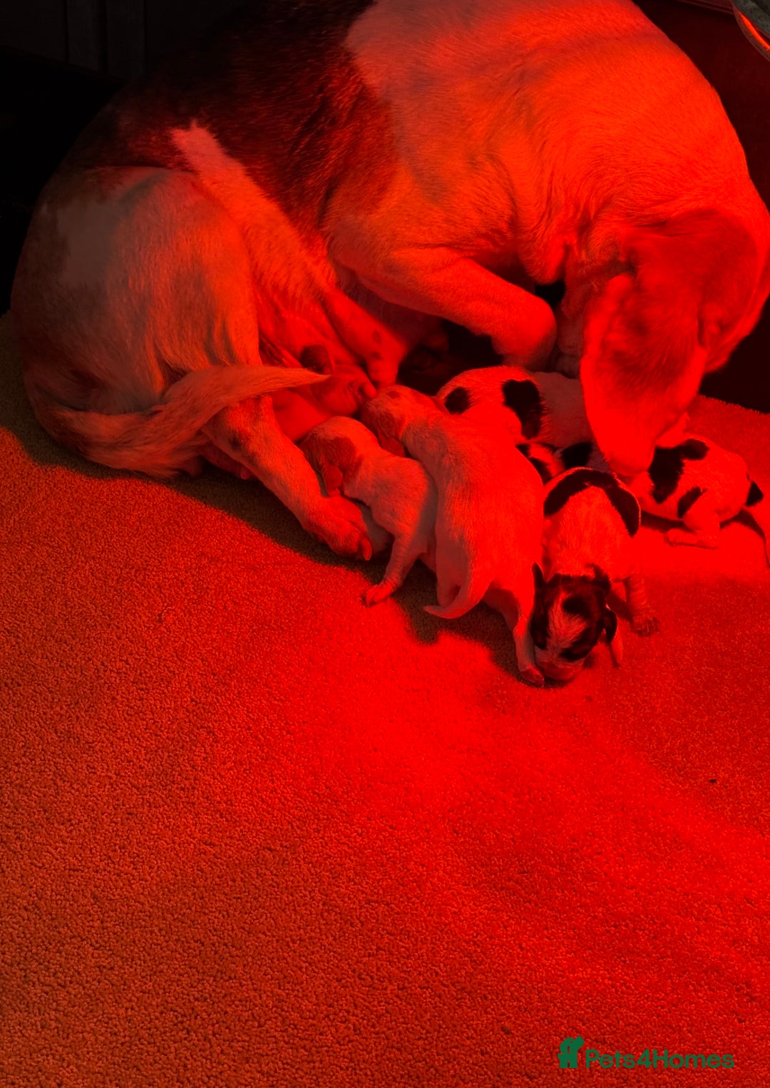 Beagle dogs for sale: KC Registered & Health Tested Puppies - Image 16