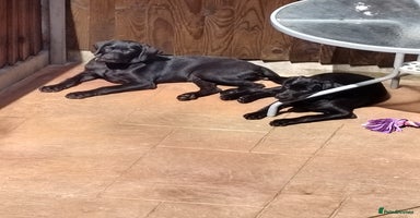 Labrador Retriever dogs in Mansfield - Advert 7