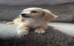 Dachshund dogs for sale: cream KC long haired miniature dachshunds for sale - Image 17