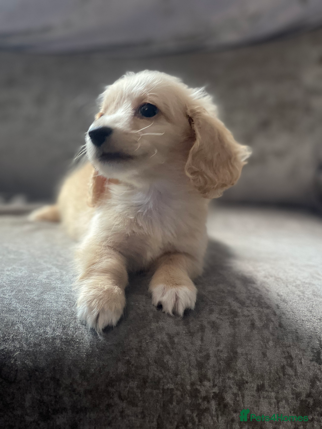 Dachshund dogs for sale: cream KC long haired miniature dachshunds for sale - Image 17