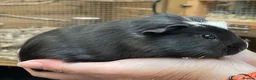 Guinea Pig rodents for sale: Lovely baby guinea pig boys - Advert 12