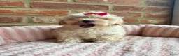 Maltipoo dogs for sale: 🧸 Adorable Maltipoo Puppies 🧸 - Advert 16