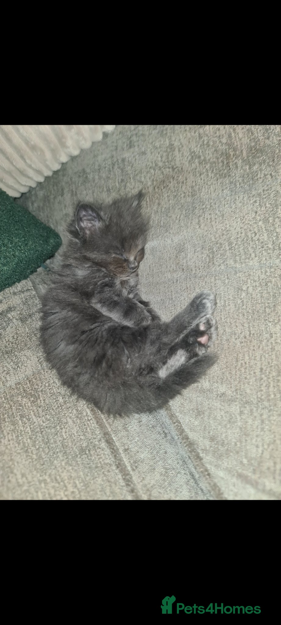 Mixed Breed cats for sale: Fabulous trio  - Advert 13
