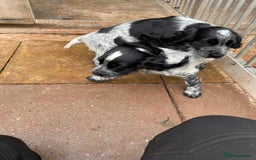 Cocker Spaniel dogs for sale: Stunning KC Show Cocker Spaniels - Image 15