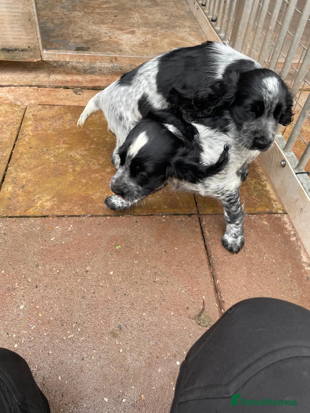 Cocker Spaniel dogs for sale: Stunning KC Show Cocker Spaniels - Image 15