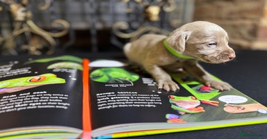 Weimaraner dogs - Advert 10