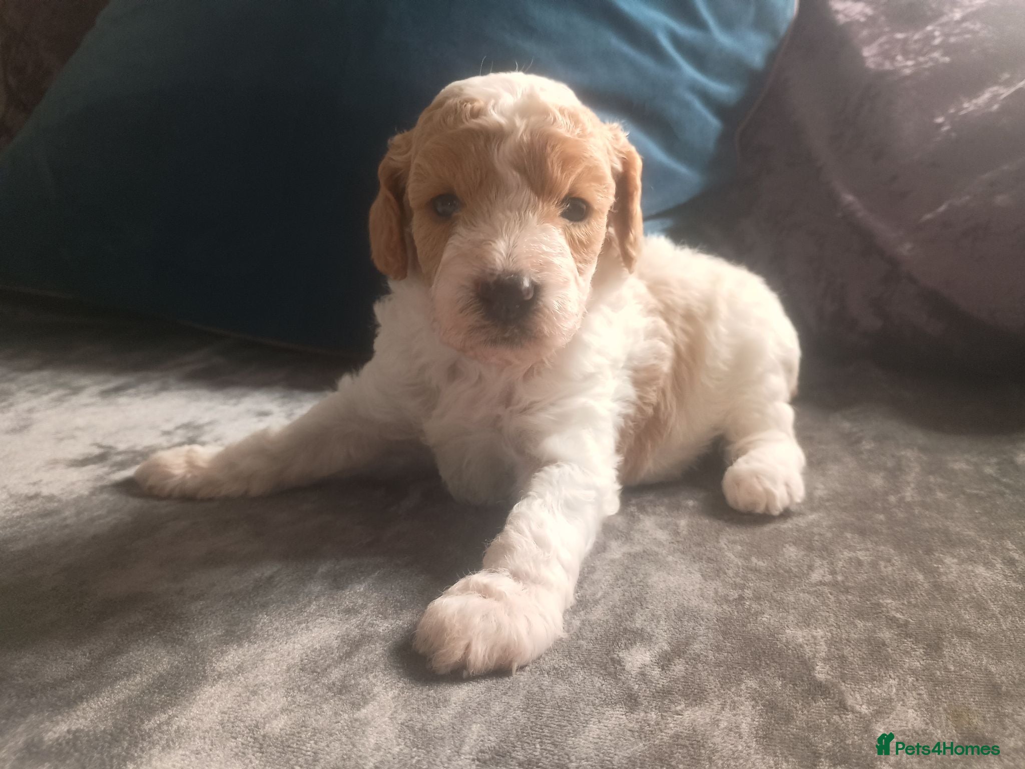 Cavapoo dogs F1BB Cavapoo pups - Advert 1