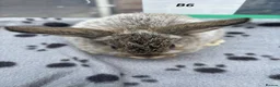 Mini Lop rabbits for sale: 🐰 Beautiful Mini Lop Baby Bunnies– Ready to go 🐰 - Advert 30