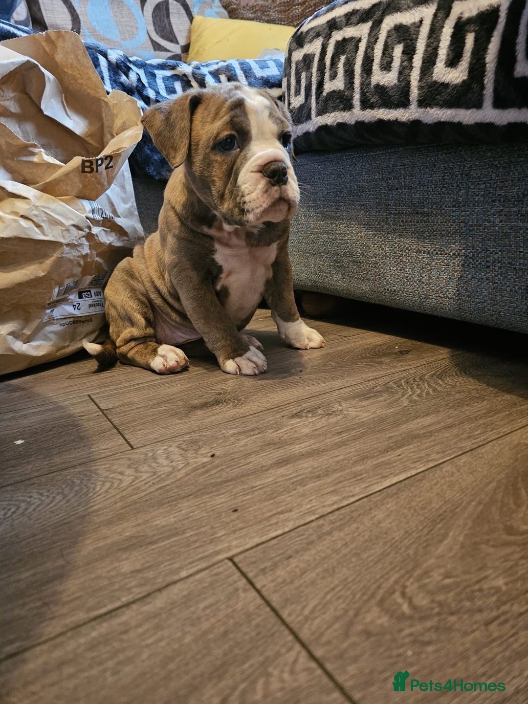 Olde English Bulldogge dogs for sale: Olde English bulldog pups - Advert 7