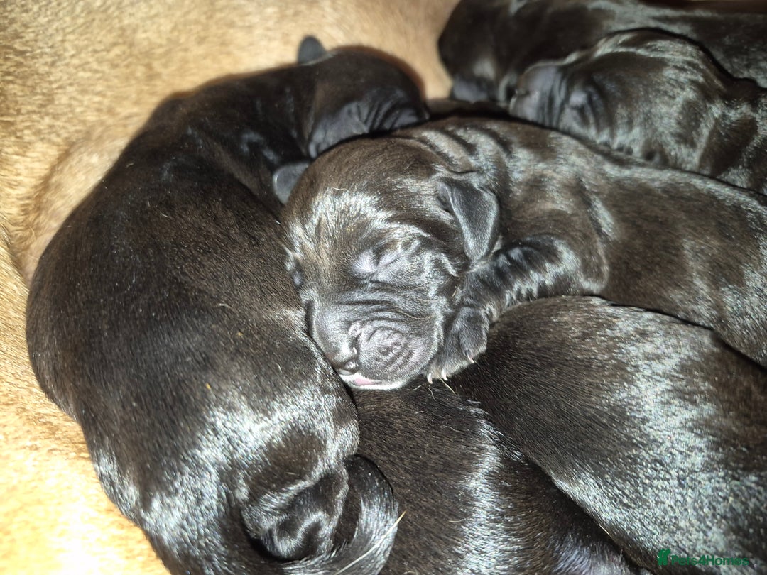 Mixed Breed dogs for sale: Bullmastiff x Springer Spaniel Puppies - Advert 13